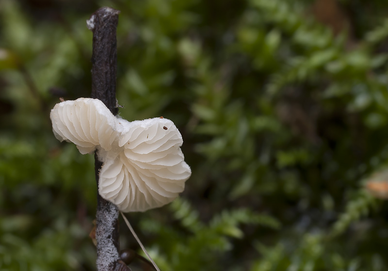 Crepidotus epibryus